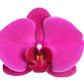 Phalaenopsis Joyride - 3 tak - 60 cm - Ø12cm