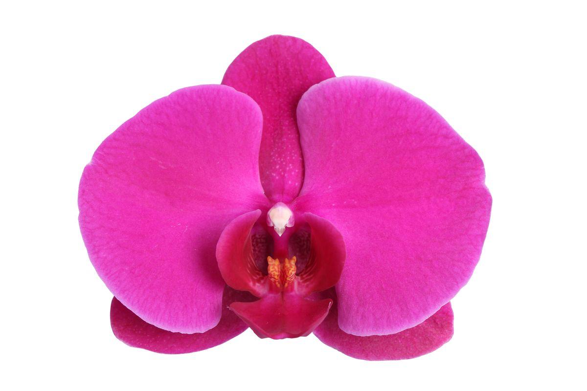 Phalaenopsis Joyride - 3 tak - 60 cm - Ø12cm