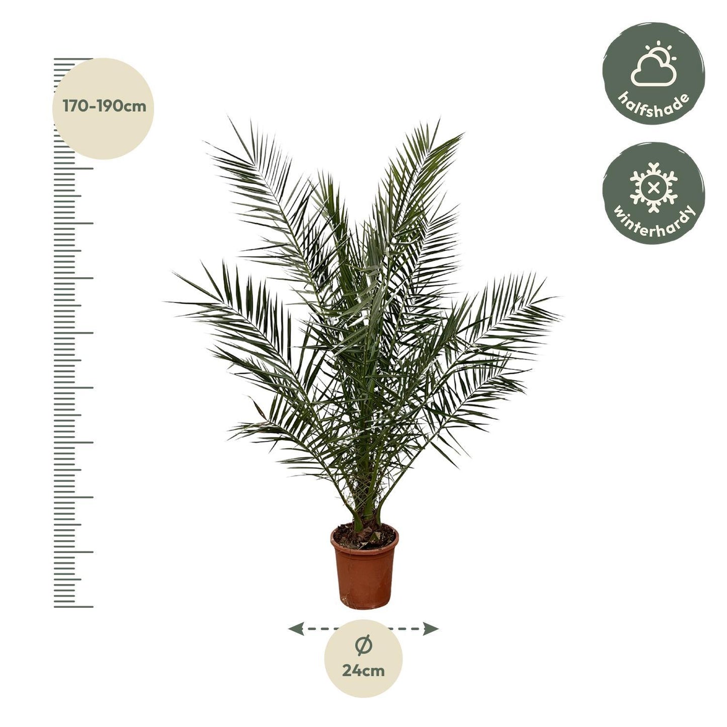 Phoenix Canariensis – 180 cm – Ø24 cm