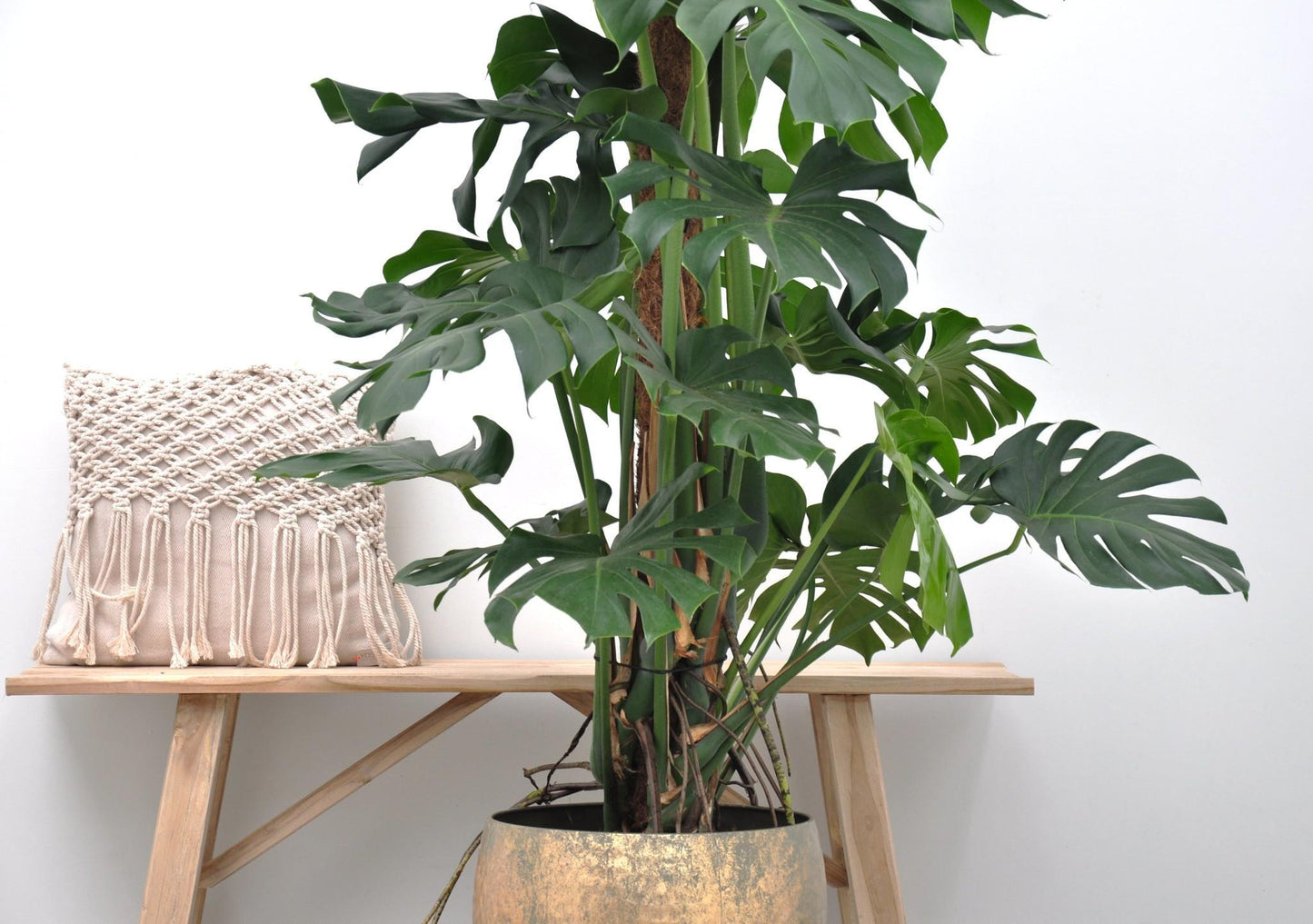 Monstera Deliciosa XXL – 150 cm – ⌀27