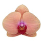 Phalaenopsis Carribean Dream - 3 tak - 60 cm - Ø12cm