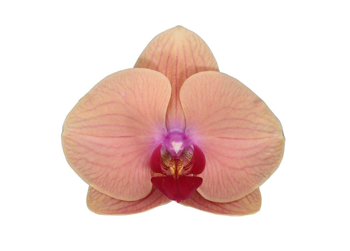 Phalaenopsis Carribean Dream - 3 tak - 60 cm - Ø12cm