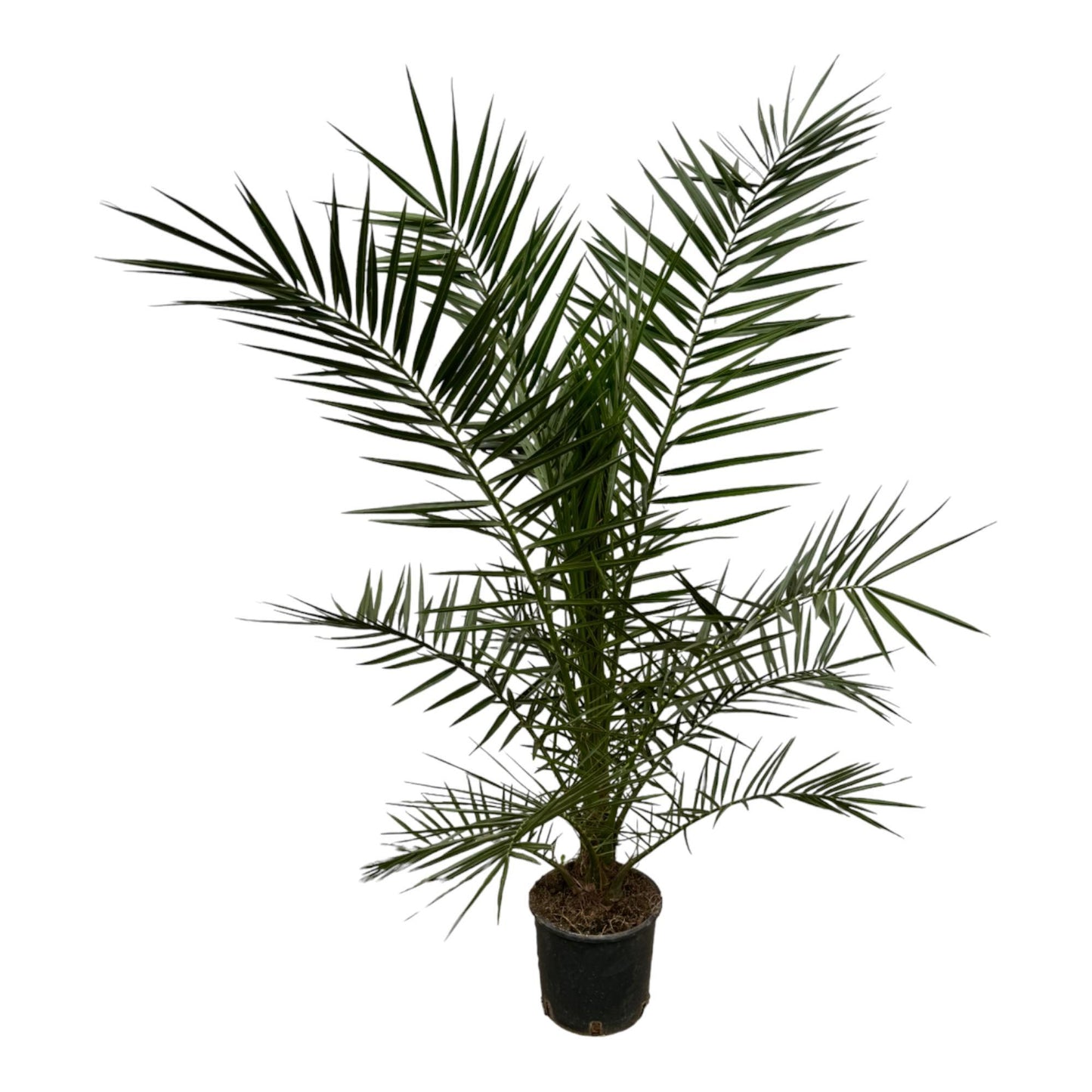 Phoenix Canariensis Palme – 160 cm – Ø22 cm