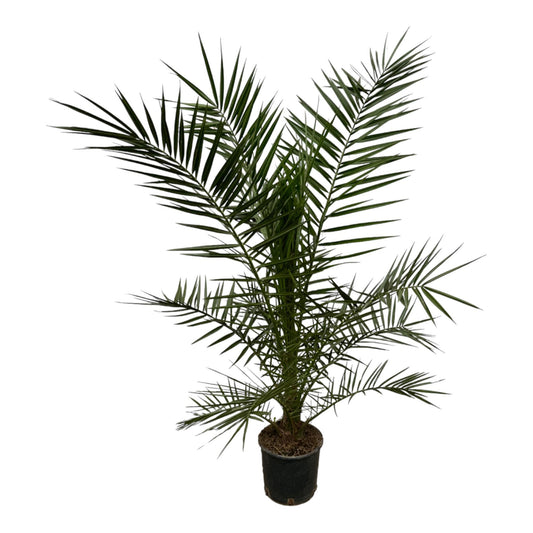 Phoenix Canariensis Palme - 160 cm - Ø22cm