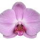 Phalaenopsis Elion - 3 tak - 60 cm - Ø12cm