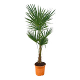 Trachycarpus Fortuneii - 150 cm - Ø25cm