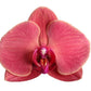 Phalaenopsis Narbonne - 3 tak - 60 cm - Ø12cm