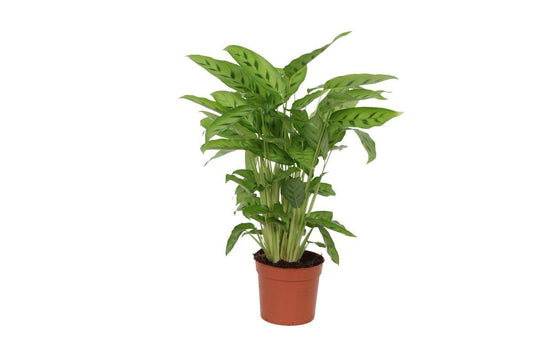 Calathea Leopardina – 40 cm – Ø12 cm