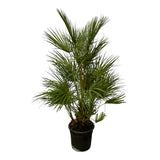 Chamaerops Humilis Palme - 130 cm - Ø24cm