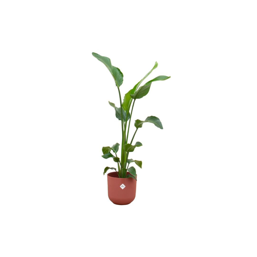 Combi deal - Strelitzia Nicolai inclusief elho Jazz Round rood Ø23 - 100 cm