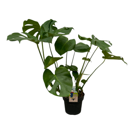 Monstera Deliciosa – 75 cm – 21 cm