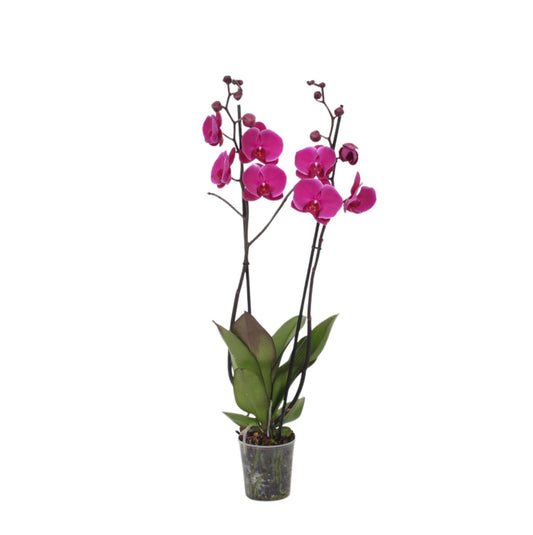 Phalaenopsis Joyride - 3 tak - 60 cm - Ø12cm