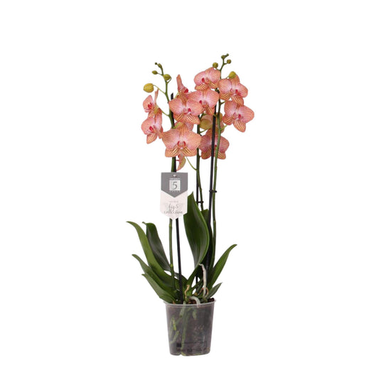 Phalaenopsis Ravello - 3 Stk. - 60 cm - Ø12cm