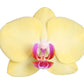 Phalaenopsis Lime Light - 3 tak - 60 cm - Ø12cm