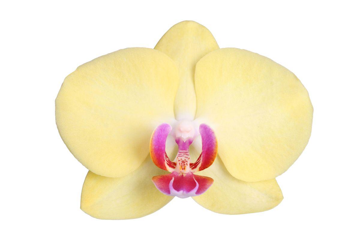 Phalaenopsis Lime Light - 3 tak - 60 cm - Ø12cm