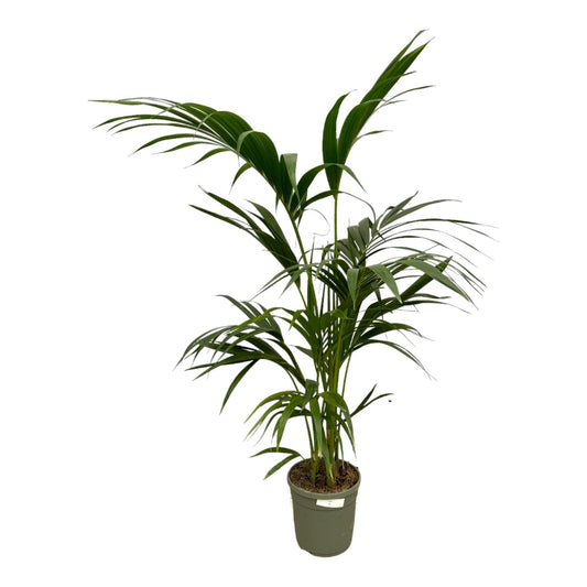 Kentia-Palme - 130 cm - Ø21cm