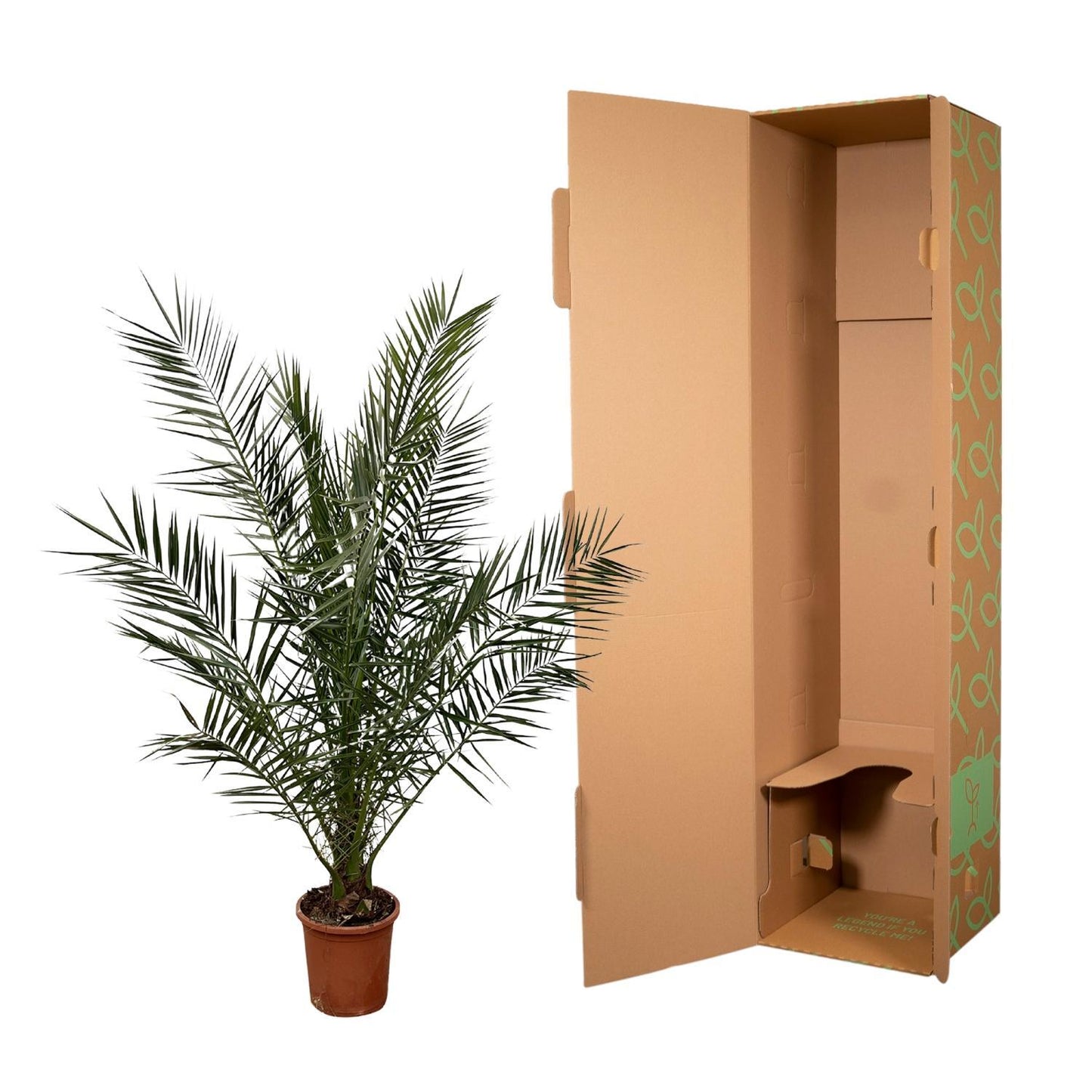 Phoenix Canariensis – 180 cm – Ø24 cm