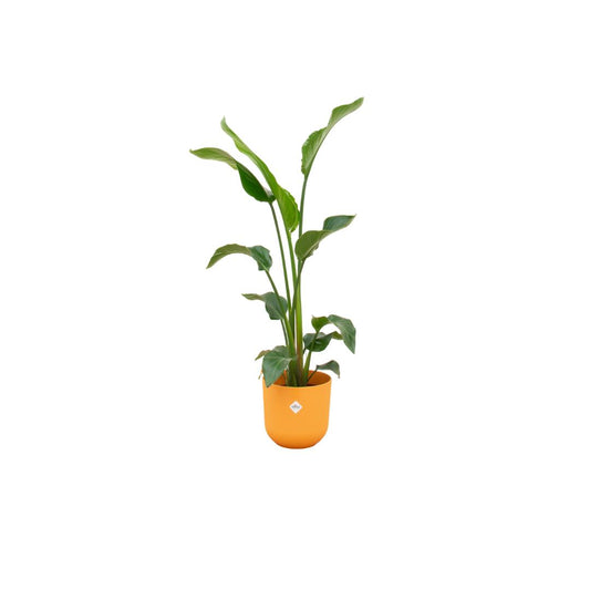 Kombiangebot – Strelitzia Nicolai inklusive Elho Jazz Rund Gelb Ø23 – 100 cm