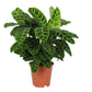 Calathea Zebrina - 80 cm - Ø19cm