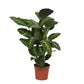 Calathea Misto - 40 cm - Ø12cm