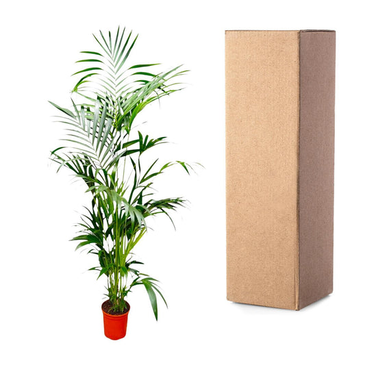 Kentia Palm - 200 cm - ø24