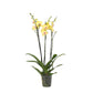 Phalaenopsis Lime Light - 3 tak - 60 cm - Ø12cm