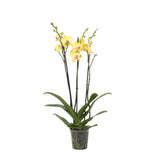 Phalaenopsis Lime Light - 3 tak - 60 cm - Ø12cm