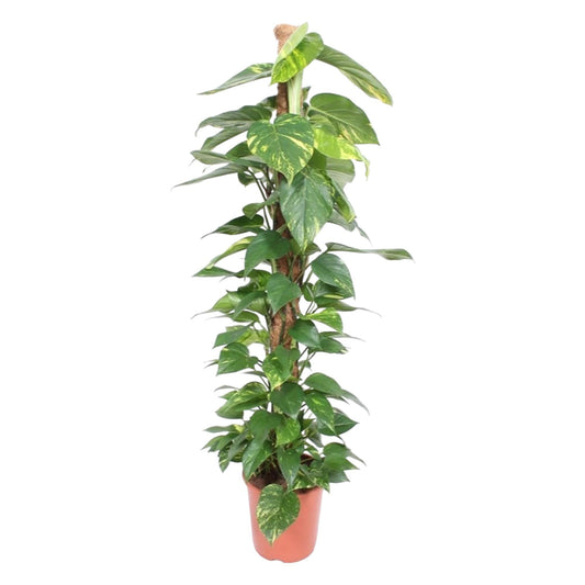 Epipremnum Aureum mosstok - 150 cm - ø27