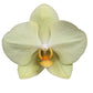 Phalaenopsis Volterra - 3 Stück - 60 cm - Ø12cm