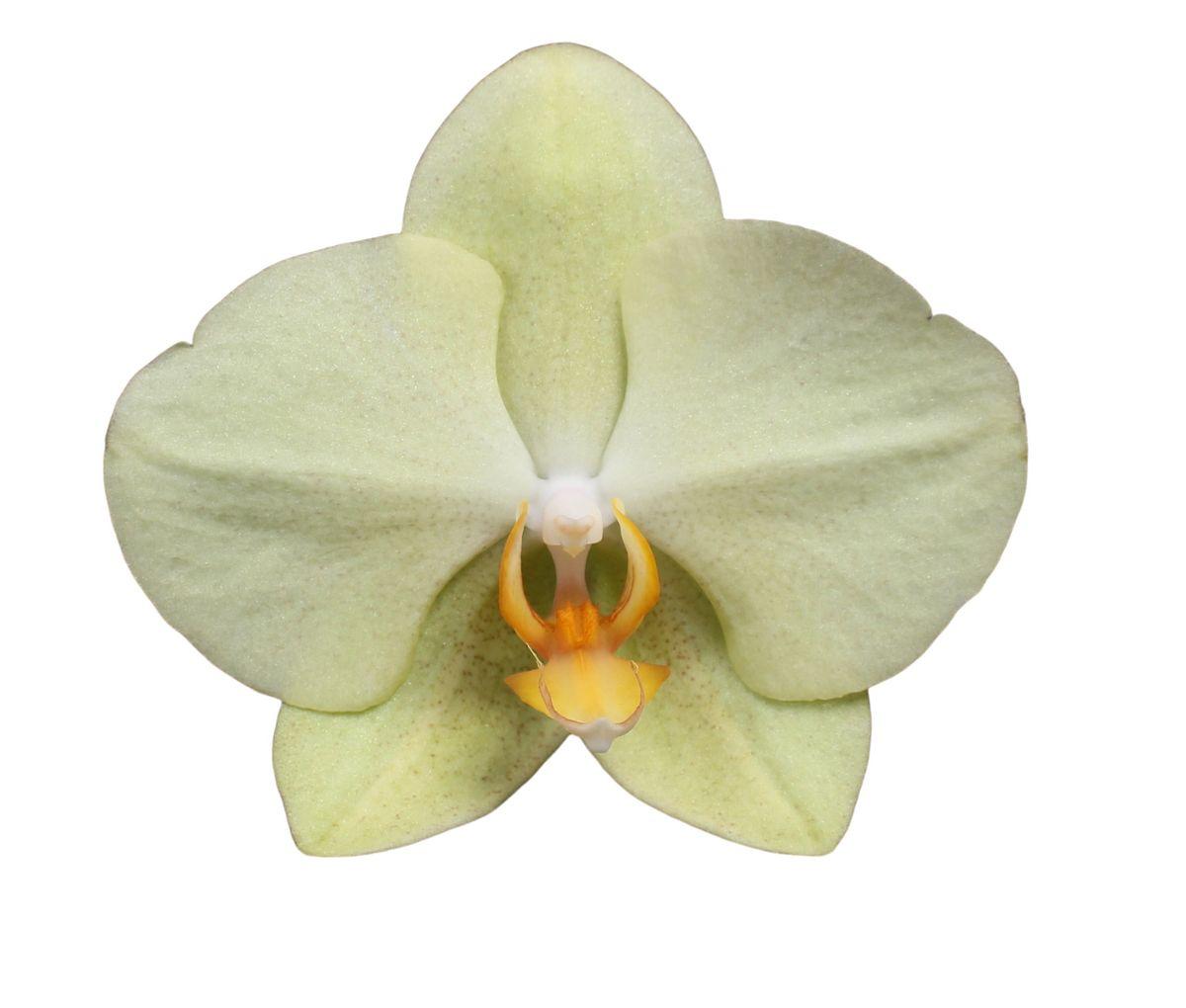 Phalaenopsis Volterra - 3 Stück - 60 cm - Ø12cm