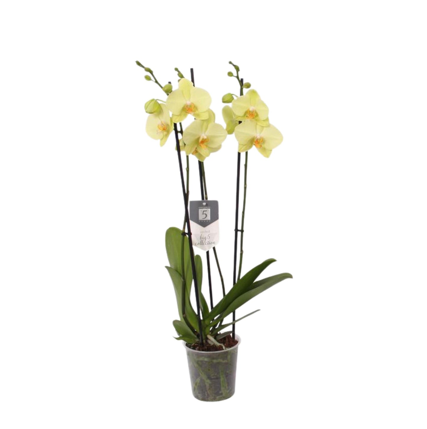 Phalaenopsis Volterra - 3 Stück - 60 cm - Ø12cm