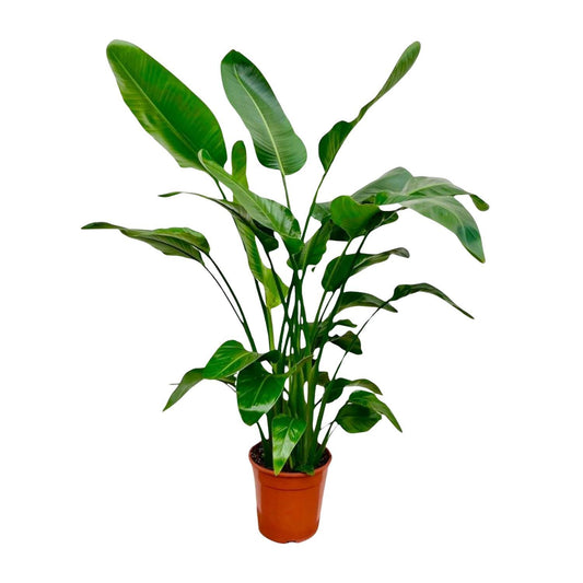 Strelitzia Nicolai – 150 cm – Ø21