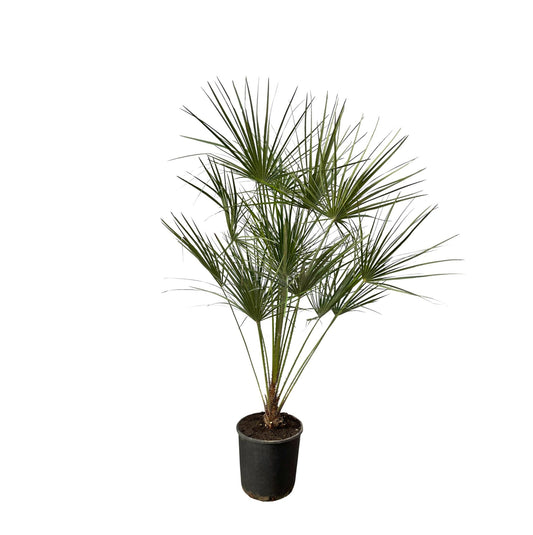 Chamaerops Humilis Zwergpalme 160 cm - Ø28cm