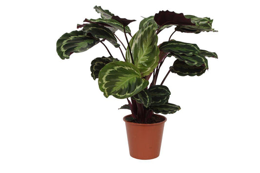 Calathea-Medaillon - 80 cm - Ø19cm