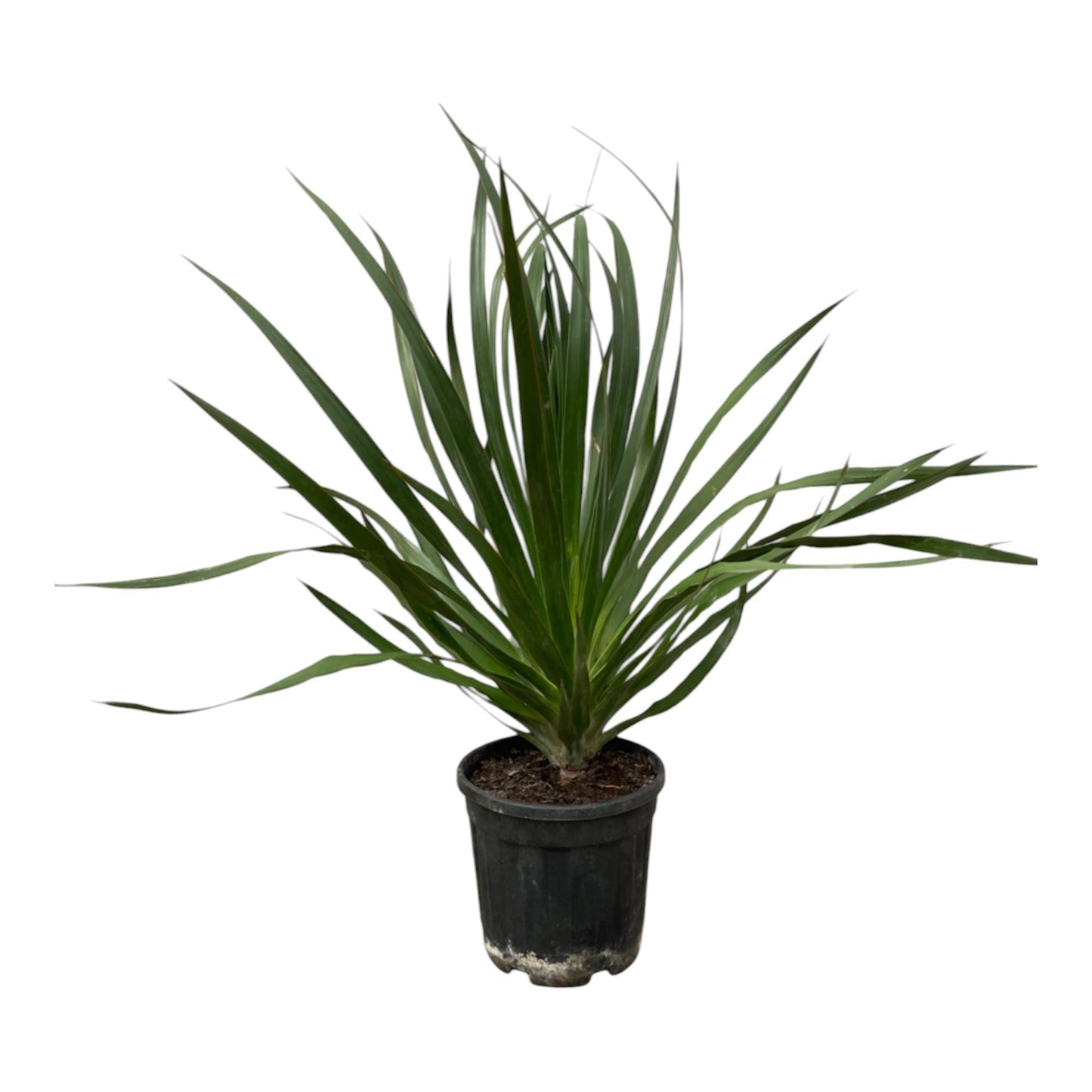 Drachenbaum Draco - Dracaena Draco - 100 cm Ø24cm