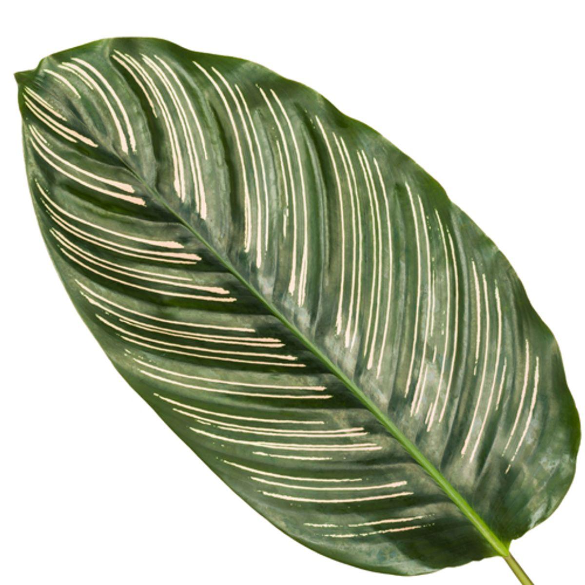 Calathea Sanderiana - 80 cm - Ø19cm