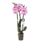 Phalaenopsis Elion - 3 tak - 60 cm - Ø12cm