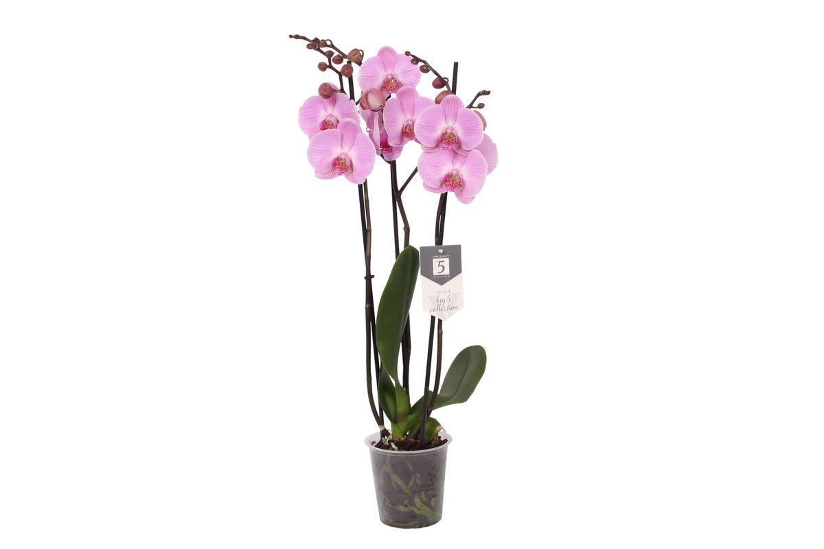 Phalaenopsis Elion - 3 tak - 60 cm - Ø12cm