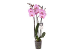 Phalaenopsis Elion - 3 tak - 60 cm - Ø12cm