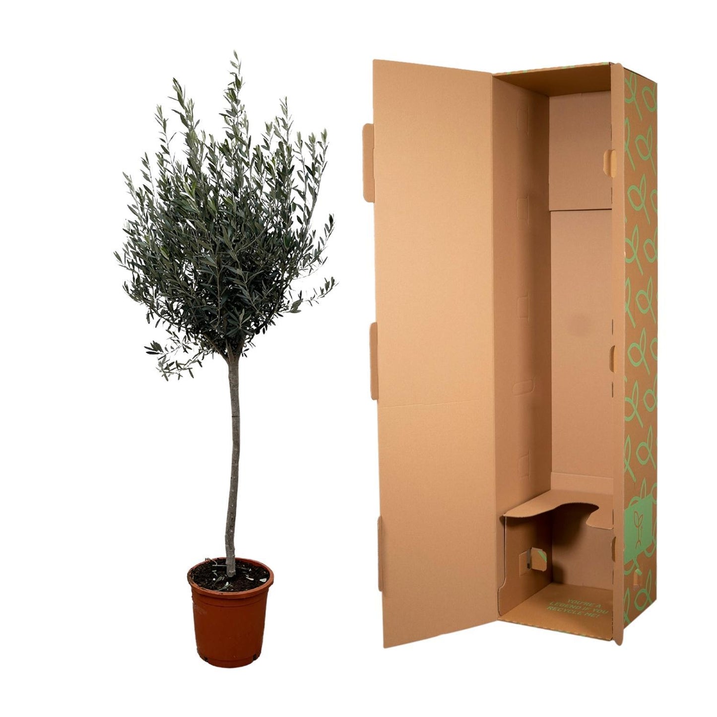 Olea Europaea auf Stamm – 160 cm – Ø24