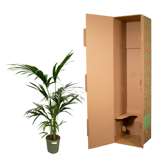 Kentia-Palme - 130 cm - Ø21cm