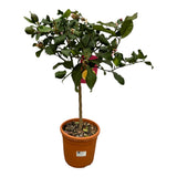 Citrus Lemon – Mediterraner Zitronenbaum - 80 cm - Ø22cm