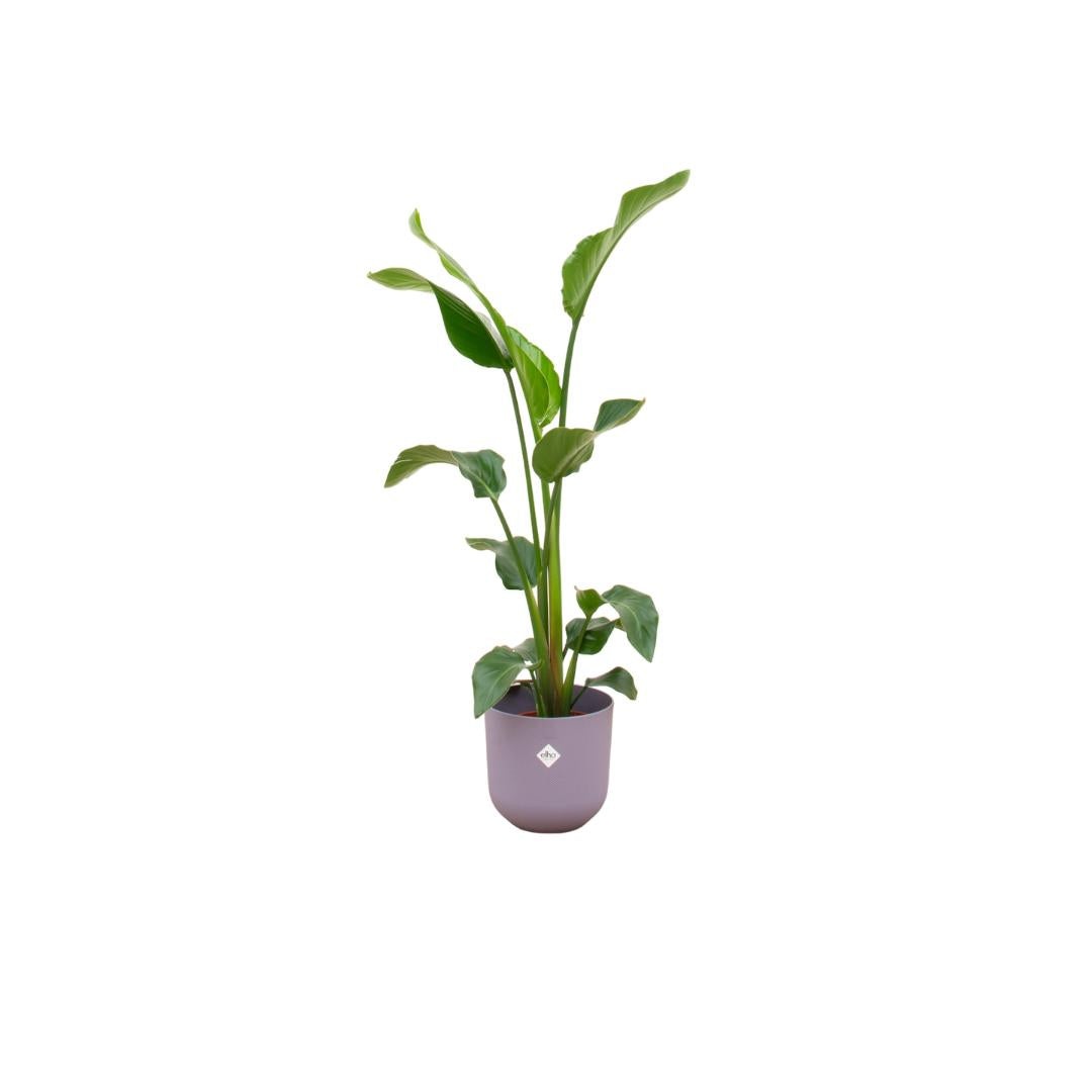 Kombiangebot – Strelitzia Nicolai inklusive Elho Jazz Round Lila Ø23 – 100 cm