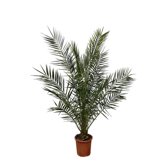 Phoenix Canariensis – 180 cm – Ø24 cm