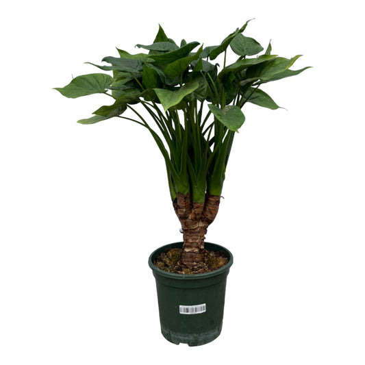 Alocasia Cucullatta Stamm – 75 cm – Ø26 cm