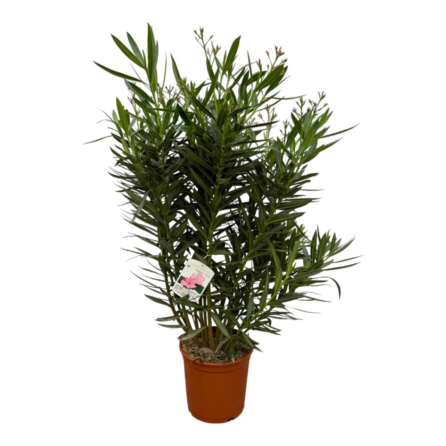 Nerium Oleander struik met witte bloem - 160 cm - Ø30cm